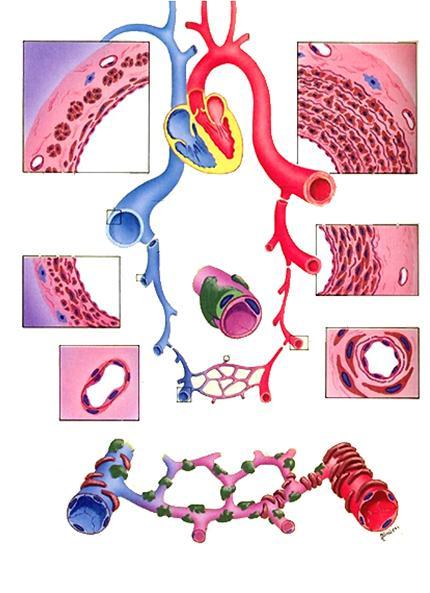 Sydämen ja verenkiertoelimistön histologiaa.