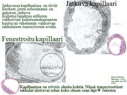 Hiussuonet, kapillaarit Ihmiselimistössä on 70-80 kilometriä hiussuonia. Hiussuonten kautta ja seinämän läpi kudokset saavat hapen ja ravintoaineensa.