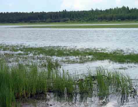 Vesistön tila Uljuan tekojärven happitilanne on viime aikoina heikentynyt talvisin. Ravinnepitoisuudet kuvastavat rehevyyttä ja ajoittain järvessä on ollut sinileväkukintoja. Vesi on väriltään tummaa.