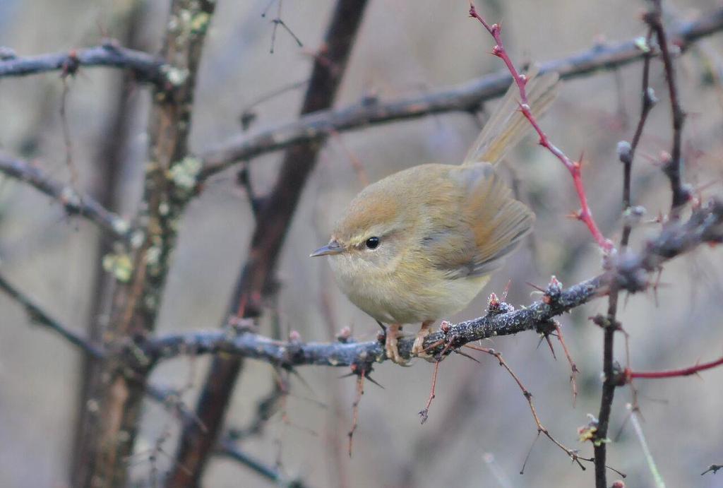 3. Bambusilkkikerttunen (Hume's Bush-Warbler) on nykyisin jaettu kahteen eri lajiin, joista