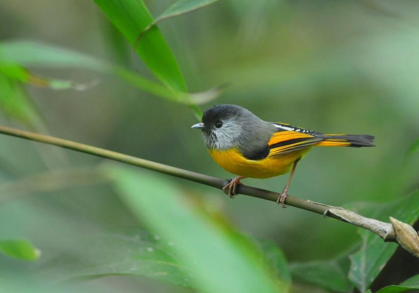 9. Kultarintatimalit (Yellow-throated Fulvetta) ovat vilkkaita