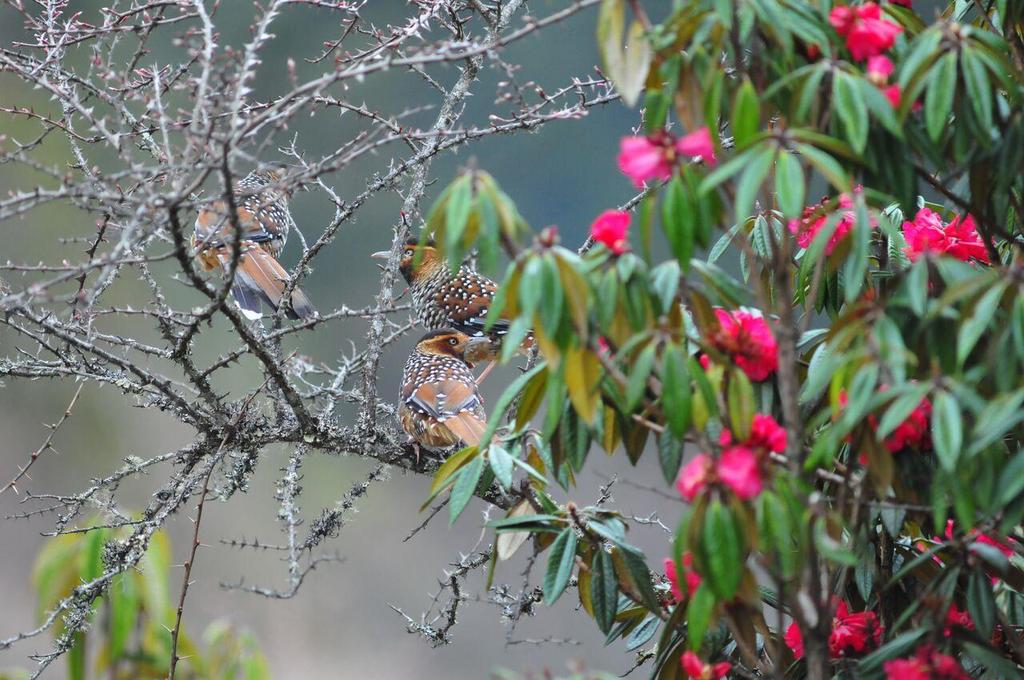 Väriloistoa Himalajan metsien linnuissa on runsaasti.