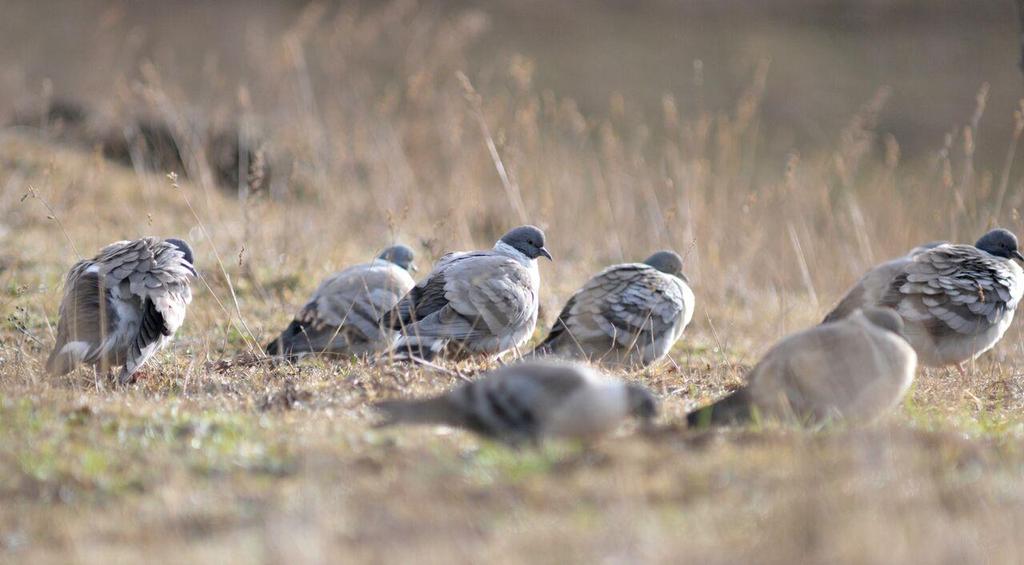 18. Lumikyyhkyt (Snow Pigeon) laskeutuvat laaksoihin