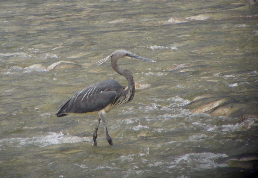 19. Himalajanhaikaran (White-bellied Heron) maailmankannaksi on arvioitu