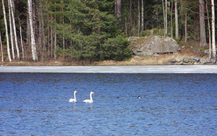 Hankkeen tuloksia kuvaavat raportit Karvianjoen kunnostusohjelma 2007 2015, sidosryhmäsuunnitelma (Elina Joensuu) Osallistavat miellekarttamenetelmät Karvianjoen tulevaisuustarkasteluissa: