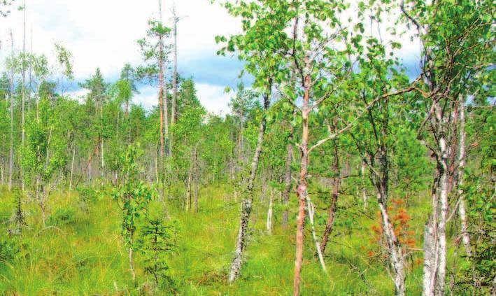 Timo Suomi, Kari Lehmuskoski ja Markku Moisanen HATTULAN TUTKITUT SUOT Hattulan suot sijaitsevat Etelä-Suomen kilpikeitaiden ja Sisä-Suomen vietto- ja rahkakeitaiden rajavyöhykkeessä.