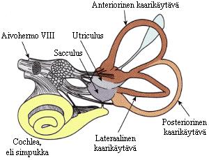 12 Kuva 4. Vestibulaarijärjestelmän tasapainoelimet. (Thomas.