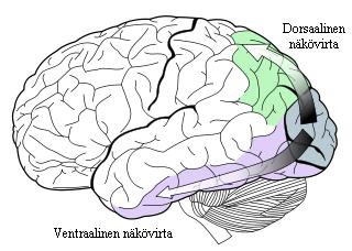 15 Dorsaalista näkövirtaa tarvitaan silmän ja käden koordinaatiossa ja tilassa toimiessa ja liikkuessa, se sisältää myös peilisoluja, joiden avulla voidaan ymmärtää muiden ihmisten tekemisiä ja