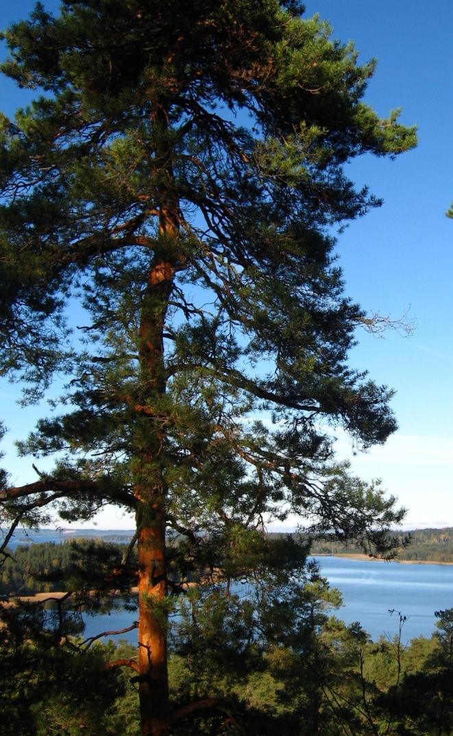 Metsähallitus edelläkävijä vihreillä markkinoilla Vihreät markkinat?