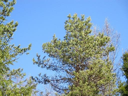 Tarjolla on entisten vuosien tapaan ohrapuuroa ja väskynäsoppaa. Metsä valaistaan lyhdyin ja ulkotulin, samoin teemapolku. Ohjelmassa on lauluja ja leikkejä.