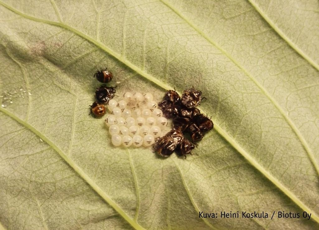 Harsokorennon toukat käyttävät nuoria toukkia ravinnokseen ja kausihuoneessa harsokorennon toukat voisivat vähentää pistiäistoukkien määrää, mutta asiaa ei
