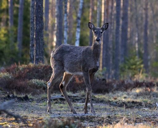 mahdollisten sairauksien ja loisien kantajana. Se voi levittää kapia, trikinelloosia, ekinokokkoosia ja pahimmassa tapauksessa rabiesta. Näitä samoja tauteja levittävät kuitenkin myös mm.