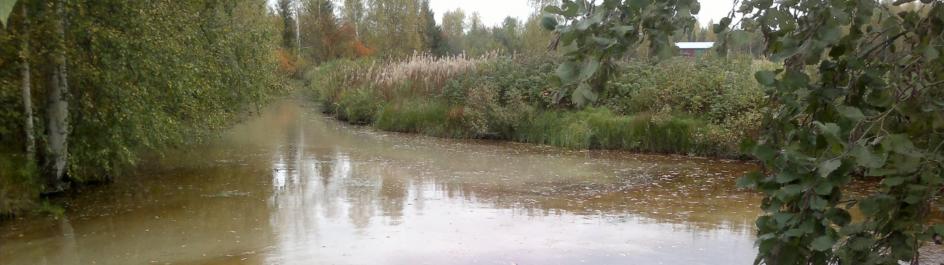 (kuva 8). Vaikka vesi oli Saarijärven luusuassa varsin sameaa 2.1.