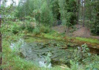 Voimassa olevien lupien lupatietojen mukaan Pyhärannan alueen ottolupien sallimat ottomäärät ja hehtaarikohtaiset ottomäärät ovat kasvaneet huomattavasti, mutta lupien sallimien ottoalueiden