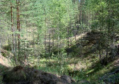 Osalle kuopasta 24 kasvillisuus on levinnyt hyvin itsestään, vaikka kuoppaa ei ole muotoiltu.