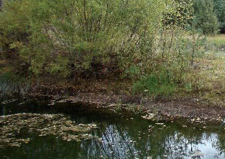 Satakunnan Poski-raportin mukaan Palokankaan pohjavesialueelle tulisi tehdä kiireellisesti kunnostussuunnitelma (Britschgi et al, 2003). Honkajoen pohjavesialueille ei ole tehty suojelusuunnitelmia.