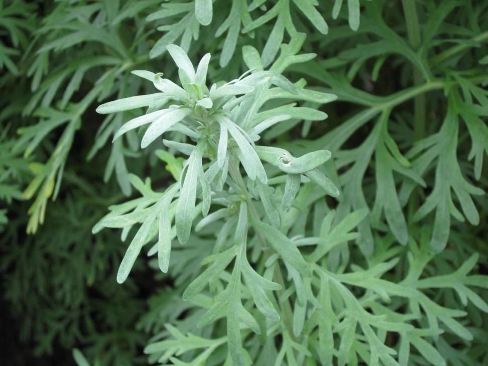 Koiruoho (mali) Artemisia