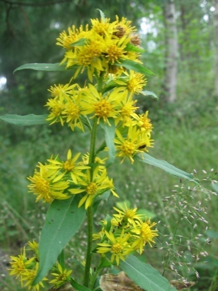 Kultapiisku Solidago