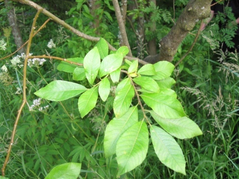 Mustuvapaju Salix