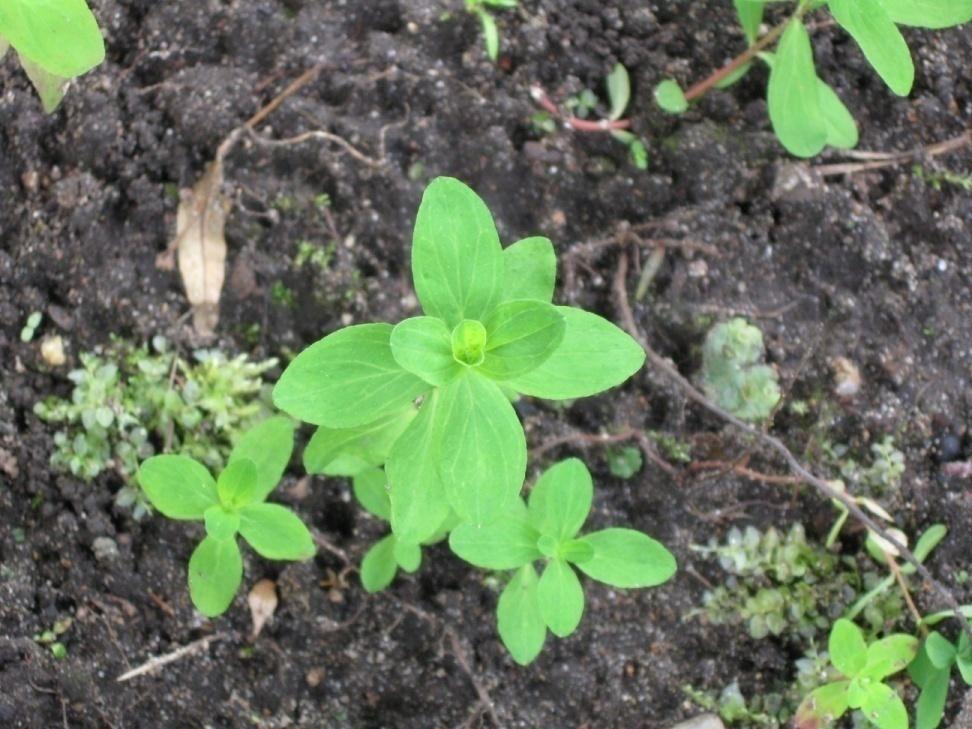 Mäkikuisma Hypericum