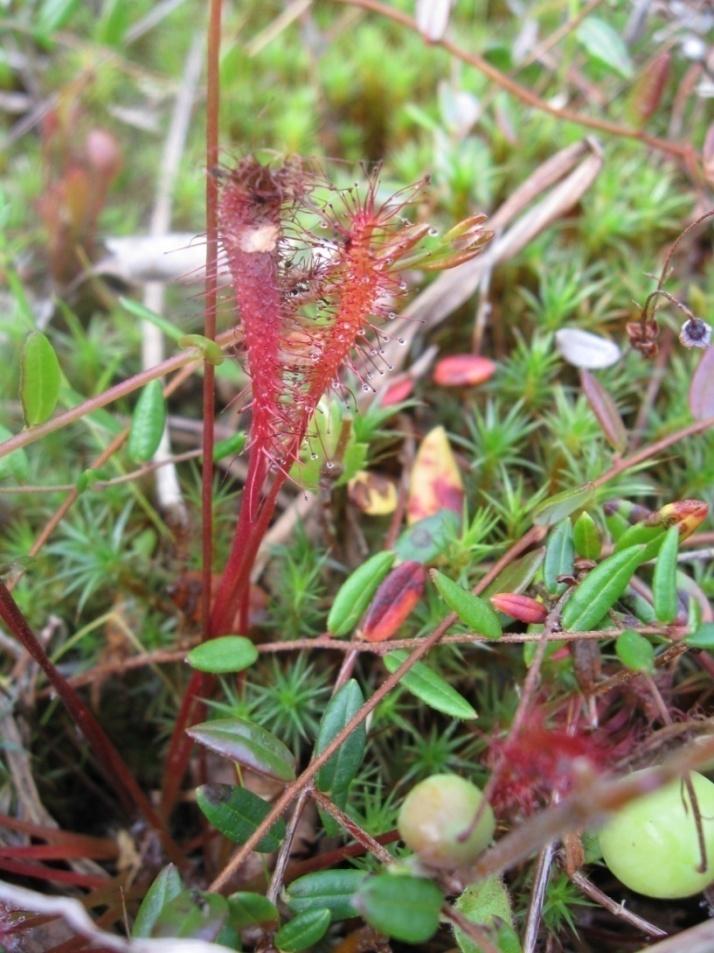 Pitkälehtikihokki Drosera