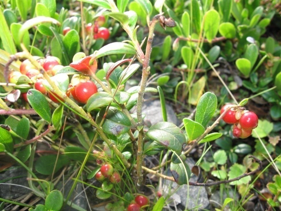 Sianpuolukka Arctostaphylos uva-ursi marjat syötäviä,