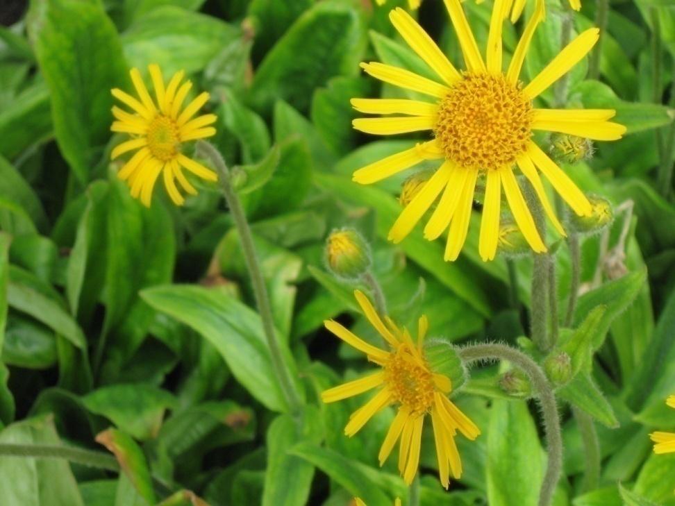 Etelänarnikki Arnica