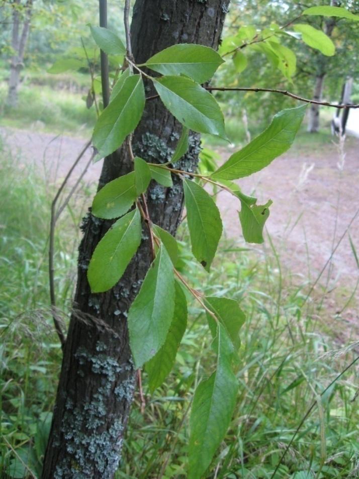 Halava Salix pentandra