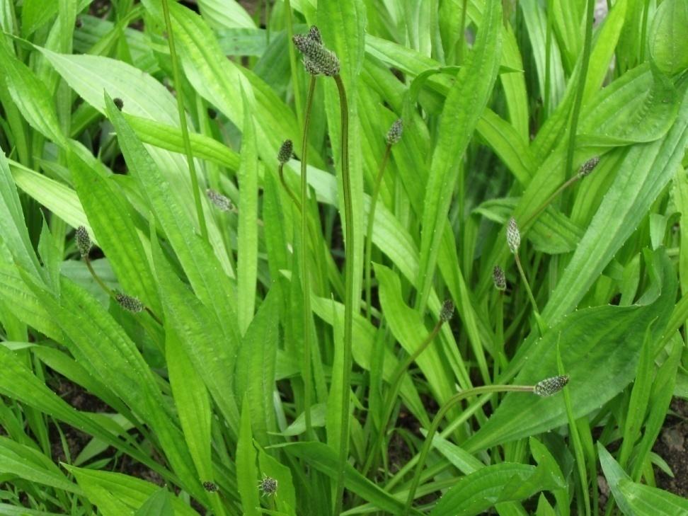 Heinäratamo Plantago