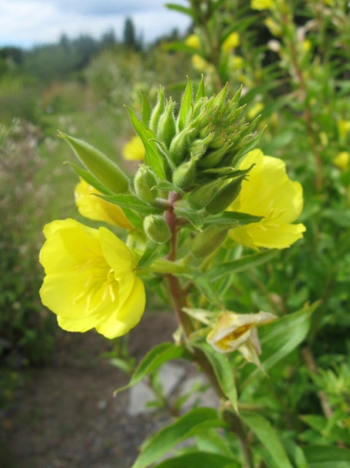 Iltahelokki Oenothera