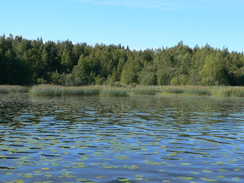 Kaisla (Schoenoplectus lacustris) on Pyhäjärvellä melko niukka.