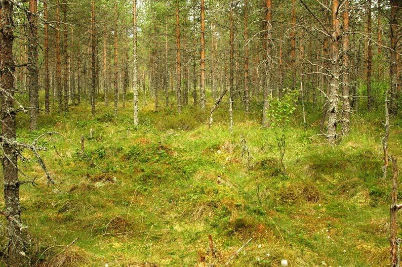 Timo Suomi ja Ale Grundström RUOKOLAHDEN SUOT Mannerjäätikön vetäydyttyä Ruokolahden alueelta toisen Salpausselän muodostumisen jälkeen 11600 11800 vuotta sitten, vedenpinta laski Baltian jääjärven