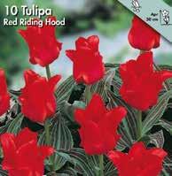 2 Koko: 12/+ 21000 10 kpl 6,3 Fire of Love Hehkuvanpunainen tulppaani, jonka