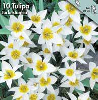 10 Koko: 8/+ 210008 10 kpl 3,9 10 kpl 3,9 Kääpiötulppaani Pieni, hento tulppaani,