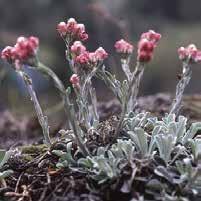 20 Exotic Garden syysluettelo ANENNARIA Kissankäpäliä 0700227 ekoitus kissankäpäläsuvun lajeja, hybridejä.