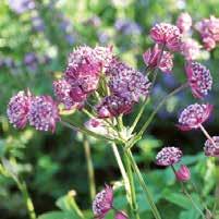 ARMERIA maritima 0700030 Laukkaneilikka Laucheana Karmiininpunaiset kukat. Kauniisti maata peittävä kasvi esim.