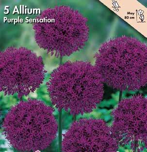 Exotic Garden syysluettelo 3 Allium Laukat ovat hyvin koristeellisia, kauniita ja
