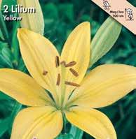 6 Exotic Garden syysluettelo arhasarjalilja, Asiatique Yellow ämä keltainen