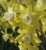 Exotic Garden syysluettelo 7 Narcissus Narsissit voivat olla hyvin monenlaisia.