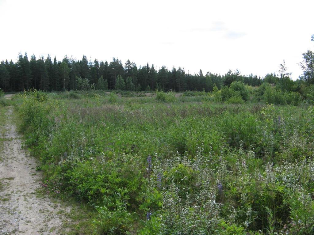 Hyrylän Rykmentinpuiston alueen luontoselvitysten täydennys on jäljellä myös entisten ajoteiden kohdilla sekä alueella olevien motocross-urien reunoilla (kansikuva).
