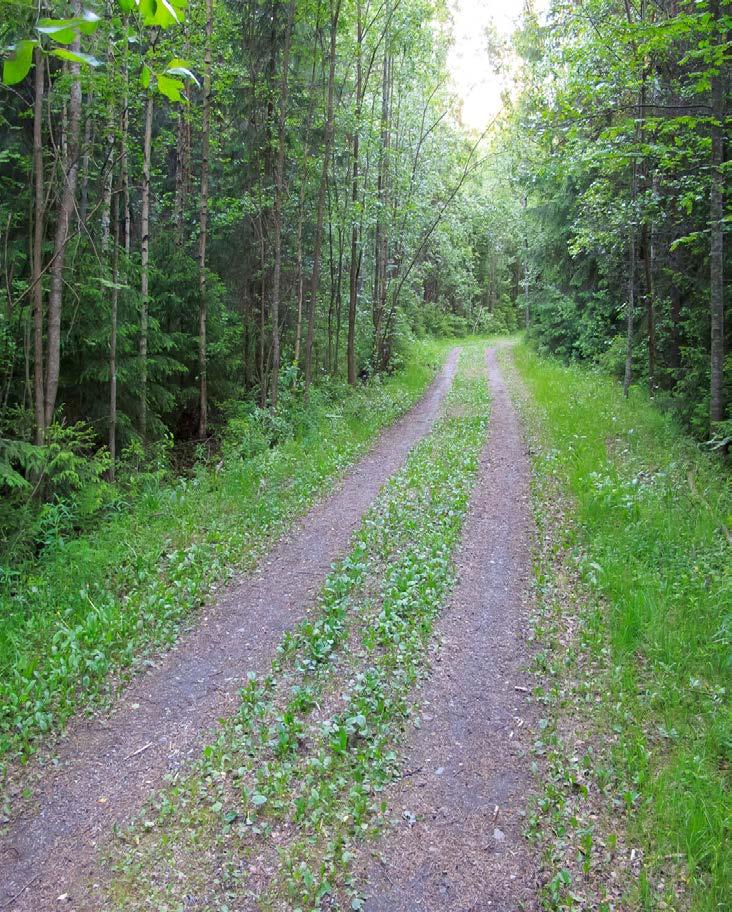 Tuusulan Hyrylän rykmentinpuiston lepakkoselvitys