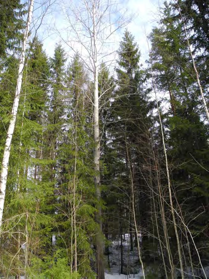 Tuusulan Hyrylän liito-oravatarkistus 2012