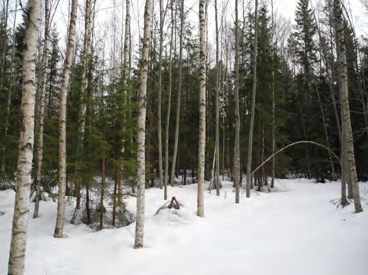 Tuusulan Hyrylän liito-oravatarkistus 2012 Kuva 3.