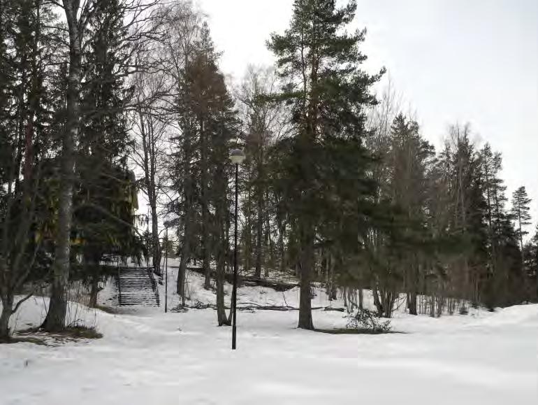 Tuusulan Hyrylän liito-oravatarkistus 2012 Kuva 5. Yksittäinen järeämpi haapa kuusikon keskellä, aivan alueen kaakkoisrajalla. Ei merkkejä liitooravista. Kuva 6.