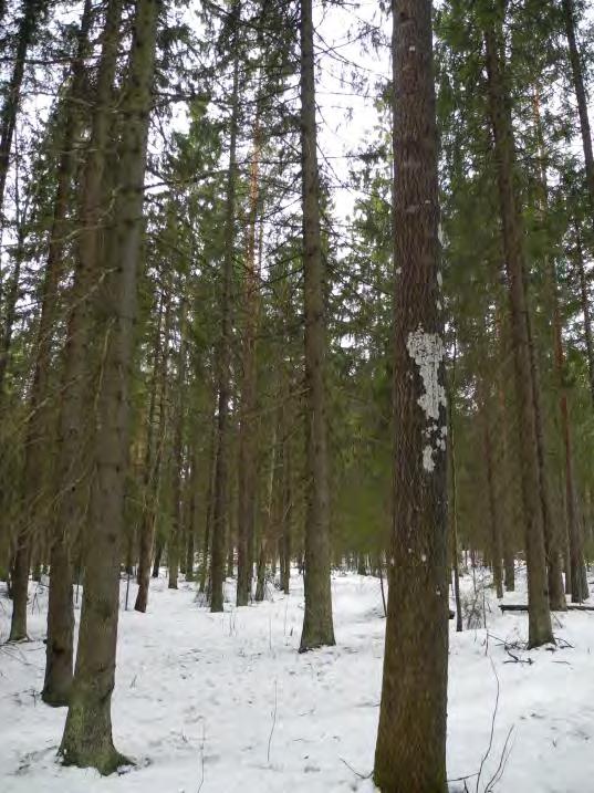 Ei jälkiä liito-oravista. Yhteenveto Rykmentinpuiston kaava-alueelta ei löytynyt tarkistuksessa merkkejä liito-oravasta.