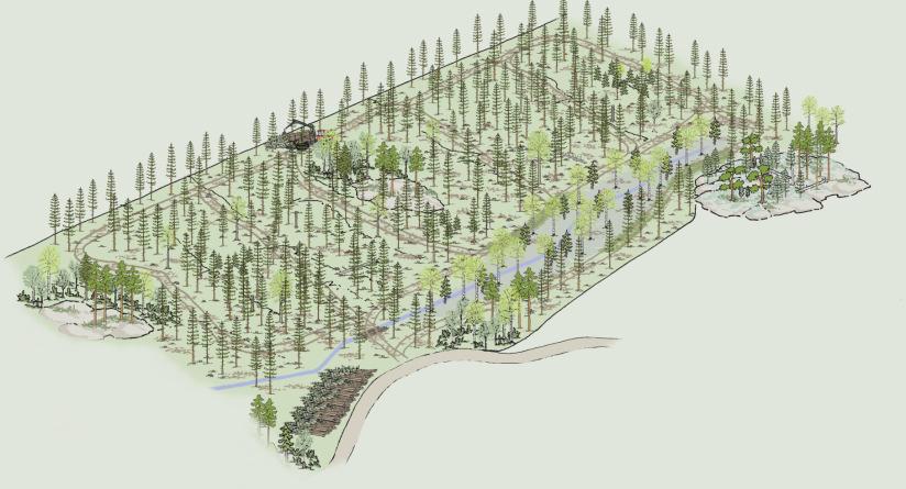 Korjuun toteutus 2/2 Ajouraväli: vähintään 20 m Ajouraleveys: 4,0 4,5 m (turvemailla 4,0 5,0 m) Tehdään tarvittaessa ennakkoraivaus!