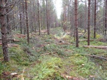 Hyvän korjuujäljen tavoitteet pähkinänkuoressa Harvennusvoimakkuus ja puuvalinta ovat kohteelle sopivat metsänhoitosuositukset metsänomistajan tavoitteet Ei puustovaurioita, maks.