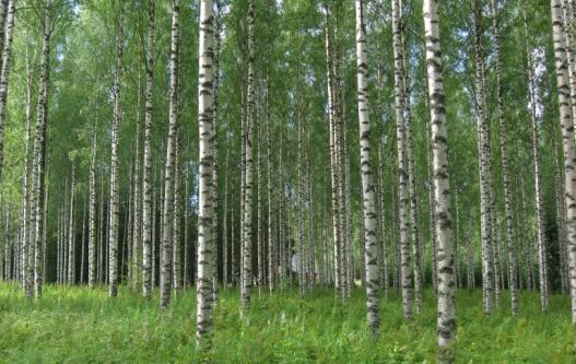 Tämä kalvosarjan on koonnut Metsätalouden kehittämiskeskus Tapio. Kalvosarja on laadittu Etelä Suomen metsäverkko hankkeelle koulutuskäyttöön.