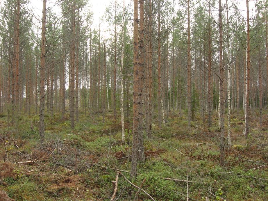 Harvennus nopeuttaa kasvatettavien puiden järeytymistä.