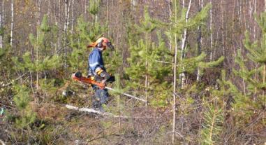 Taimikonhoito on kannattava investointi Ajallaan ja metsänhoitosuositusten mukaisesti tehty taimikonhoito on kannattavan ensiharvennuksen edellytys.